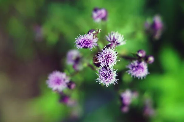 An overhead shot of a Spear Thistle with blurred background