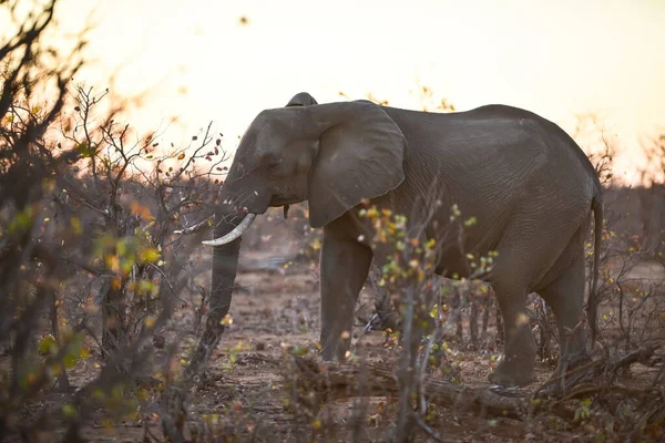 Una Hermosa Foto Elefante Africano Con Paisaje Puesta Sol — Foto de Stock