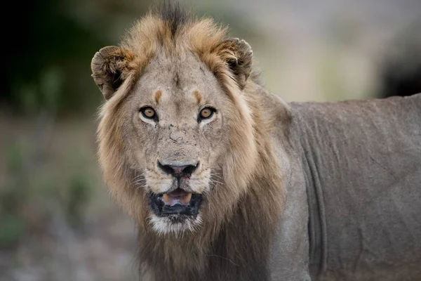 Primer Plano León Macho Con Fondo Borroso — Foto de Stock