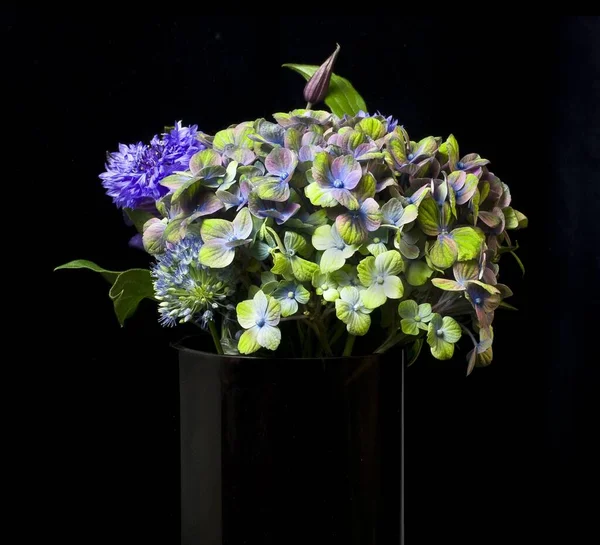 Closeup Shot Hydrangeas Cornflower Black Vase Black Background — Stock Photo, Image