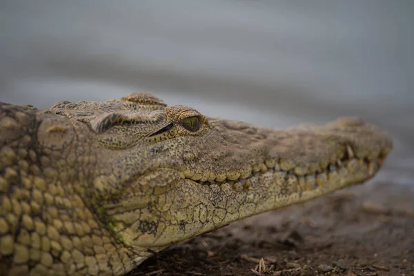 Nahaufnahme Eines Krokodils Mit Verschwommenem Hintergrund — Stockfoto