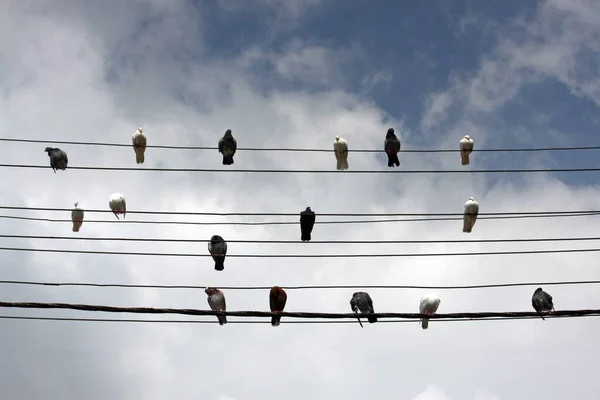 雲に覆われた空の下で数羽の鳥がコードの上に立っている — ストック写真