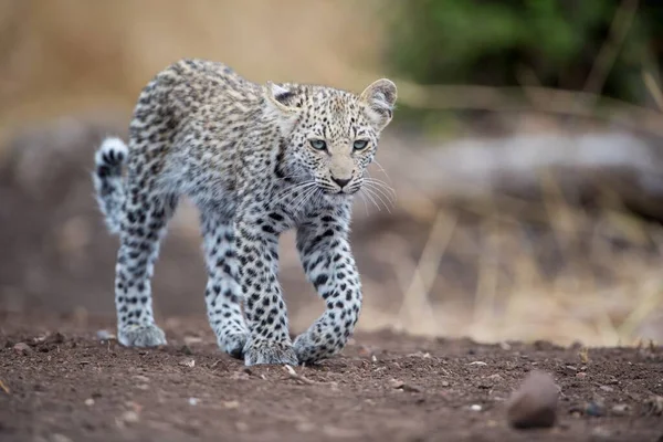 Una Hermosa Foto Joven Leopardo Africano Con Fondo Borroso — Foto de Stock