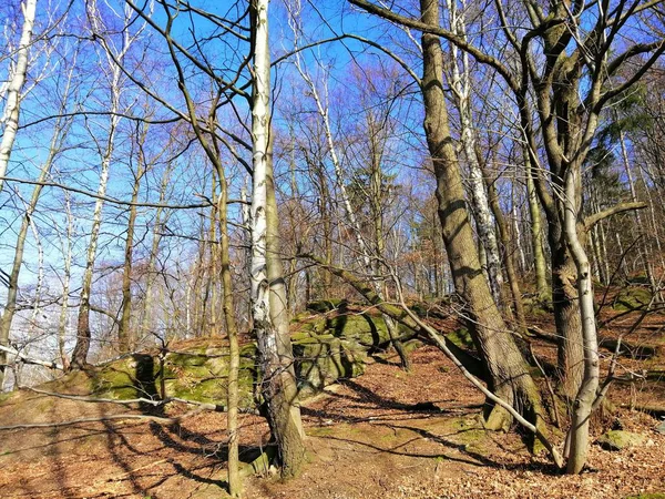 Disparo Del Bosque Las Hojas Durante Clima Frío Bosque Jelenia —  Fotos de Stock