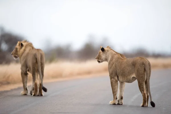 희미 한 배경을 가진 사자들 이 길을 걷고 있다 — 스톡 사진