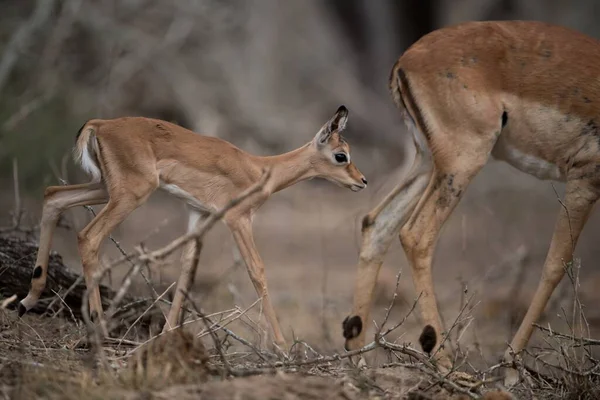 Eine Schöne Aufnahme Einer Mutter Und Einer Antilope Die Zusammen — Stockfoto