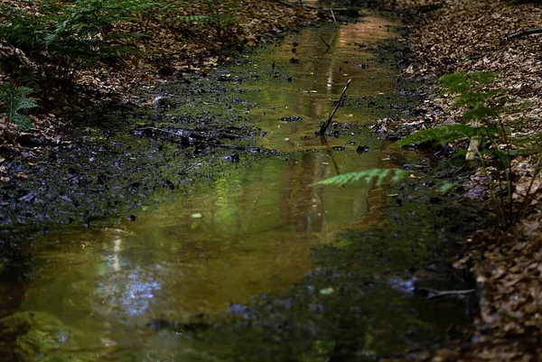 Hoge hoek close-up van een kleine groene beek omgeven door gevallen bladeren op de grond — Stockfoto