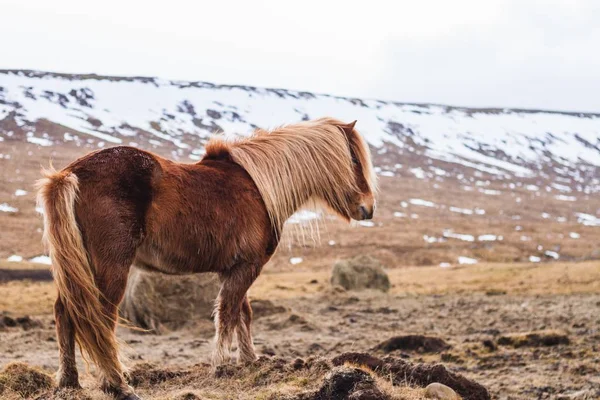 Islandský Kůň Kráčející Přes Pole Pokryté Sněhem Rozmazaným Pozadím Islandu — Stock fotografie