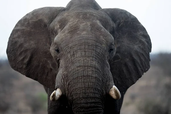 Primer Plano Hermoso Elefante Africano Con Fondo Borroso — Foto de Stock