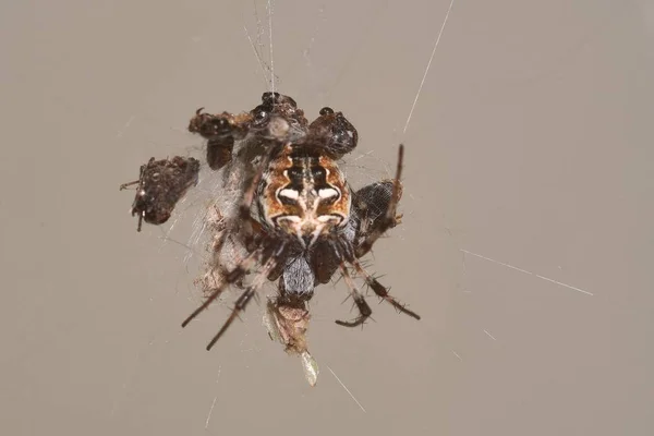 Szelektív fókuszfelvétel egy pókról, ahol a rovarok csapdába estek. — Stock Fotó