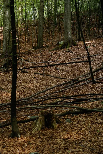 Foto vertical de alto ángulo de las piezas de madera caídas en el suelo con hojas secas en el bosque. —  Fotos de Stock