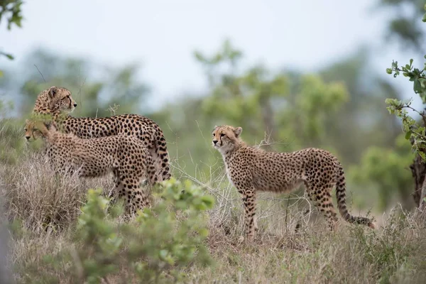 Drie Prachtige Cheeta Staan Een Struikgewas Met Een Wazige Achtergrond — Stockfoto