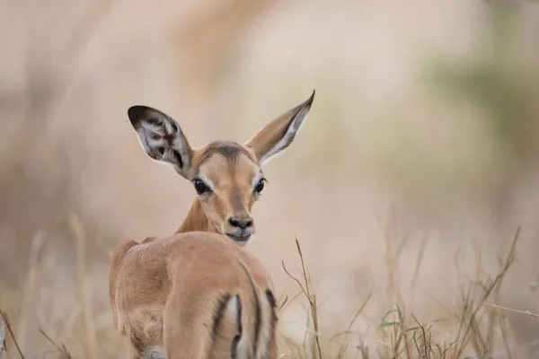 Closeup Shot Baby Antelope Stares Back Blurred Background — Stock Photo, Image
