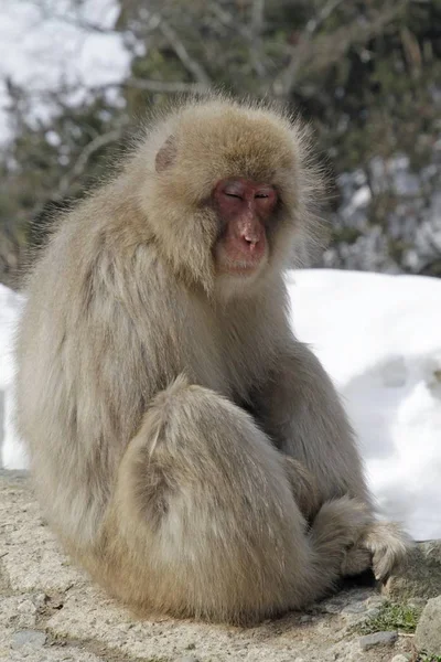 Disparo Vertical Mono Sentado Suelo Junto Nieve — Foto de Stock