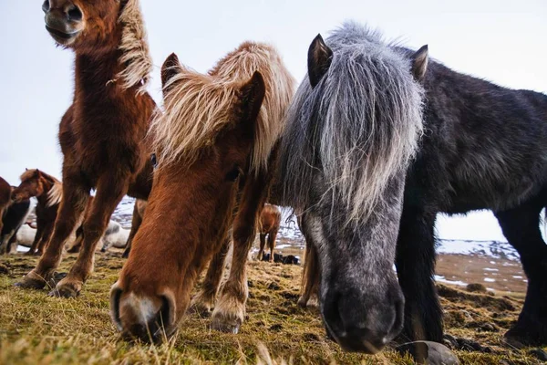 Closeup Shetland Ponies Field Covered Grass Snow Cloudy Sky Iceland — Stock Photo, Image