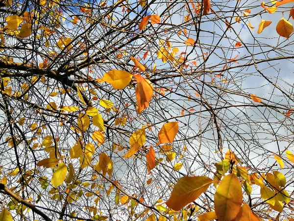 Vue en angle bas des feuilles colorées sur les branches des arbres sous la lumière du soleil et un ciel nuageux — Photo