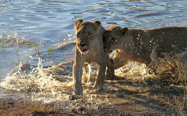 Широкоугольный Снимок Двух Львов Рядом Друг Другом Вышли Воды — стоковое фото