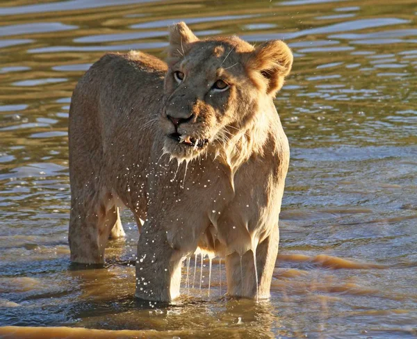 A closeup shot of a female lion standing in the water in South Africa
