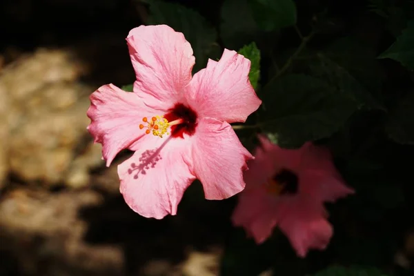 Szelektív Fókusz Lövés Rózsaszín Hawaii Hibiszkusz Virág — Stock Fotó