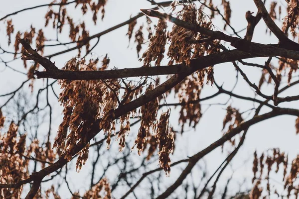 秋に公園の木の枝に乾燥した葉のクローズアップショット — ストック写真