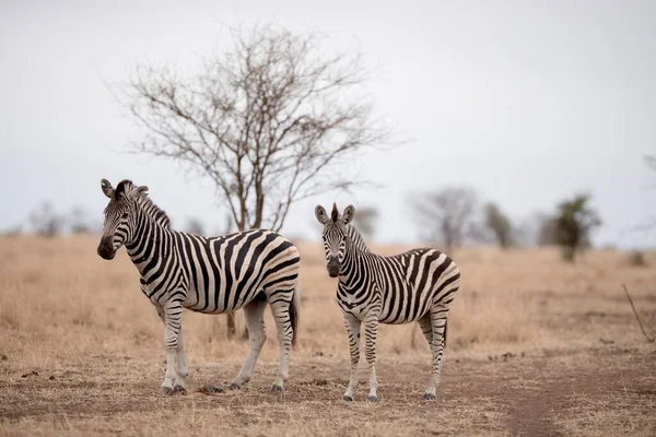 Matka Mała Zebra Polu Sawanny — Zdjęcie stockowe