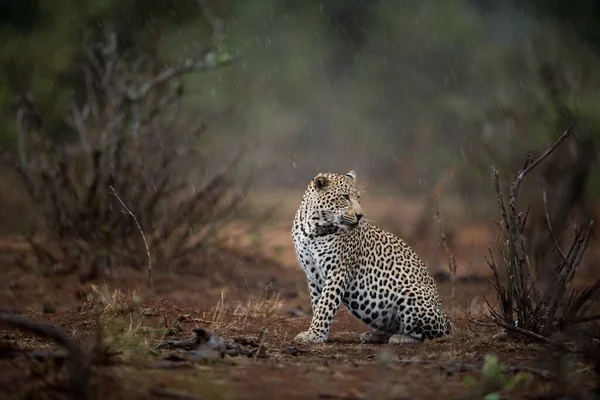 Bellissimo scatto di un leopardo africano seduto a terra con uno sfondo sfocato — Foto Stock