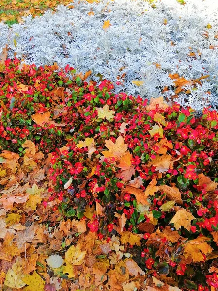 秋天阳光下覆盖着鲜花和树叶的田野的垂直照片 — 图库照片