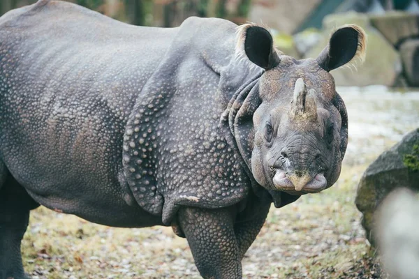 Крупный План Носорога Смотрящего Камеру Показывающего Свою Броню — стоковое фото