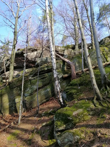 ポーランドのイェレニア グラの森の木々や苔むした石の垂直ショット — ストック写真