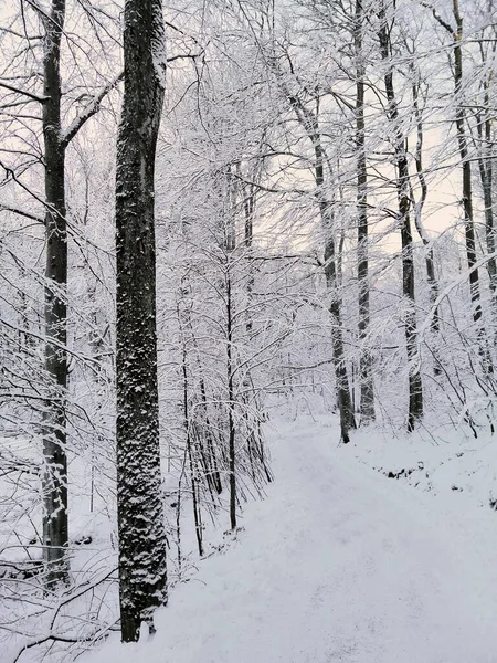 Imagem vertical de uma floresta cercada por árvores cobertas pela neve sob a luz do sol na Noruega — Fotografia de Stock