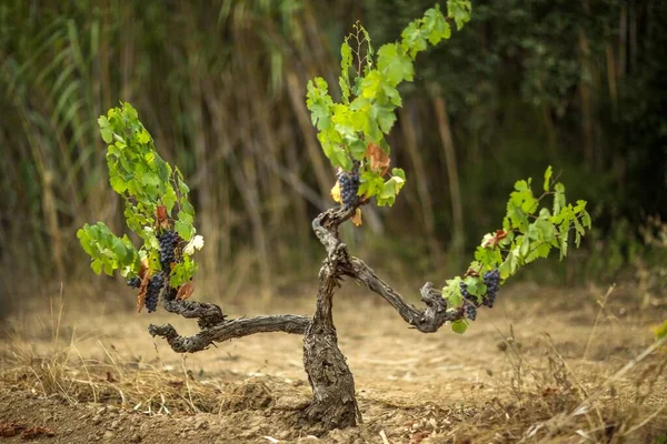 Vineyard surrounded by dry grass under the sunlight with a blurry background — Stock Photo, Image