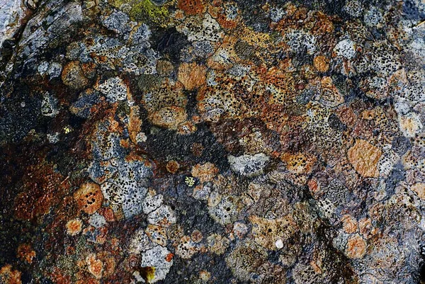 화려 한 천연 마크가 있는 암석 질감을 클로즈업 한 사진 — 스톡 사진