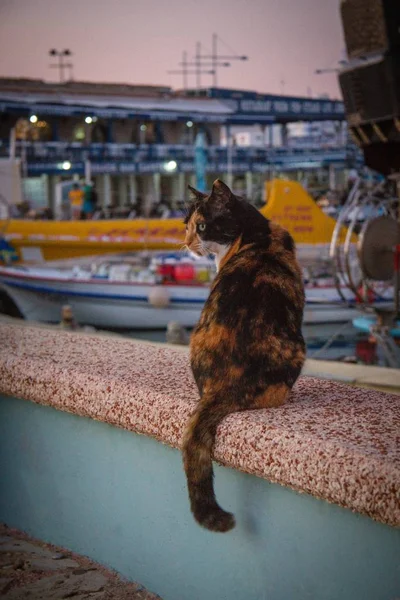 Vertikale Aufnahme einer braunen und schwarzen Katze, die vor den Schiffen sitzt — Stockfoto