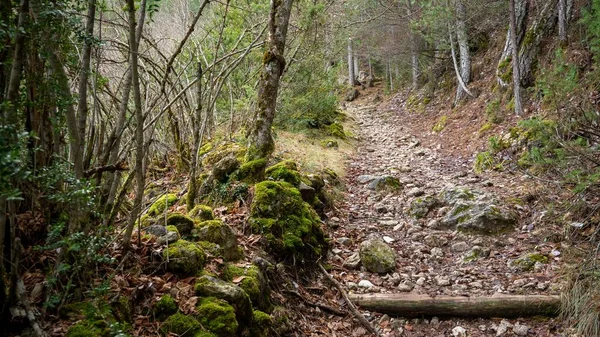 Ruta a través de un bosque verde y denso —  Fotos de Stock