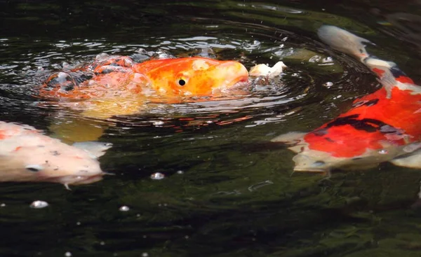 물고기를 선택적으로 집중시키는 물고기 — 스톡 사진