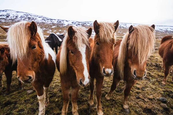 Close Cavalos Islandeses Campo Coberto Neve Grama Sob Céu Nublado — Fotografia de Stock