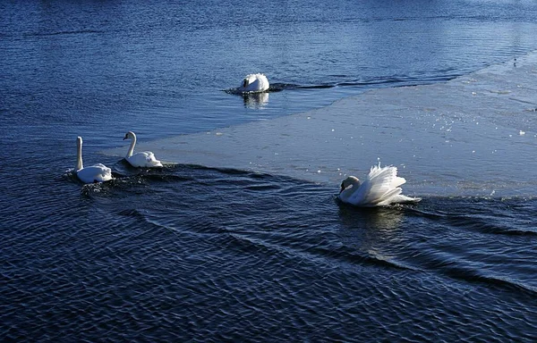 Tiro Ángulo Alto Hermosos Cisnes Blancos Nadando Mar — Foto de Stock