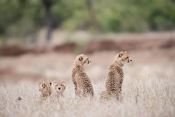 Piękne Ujęcie Gepardów Siedzących Krzakach Czekających Matkę — Zdjęcie stockowe
