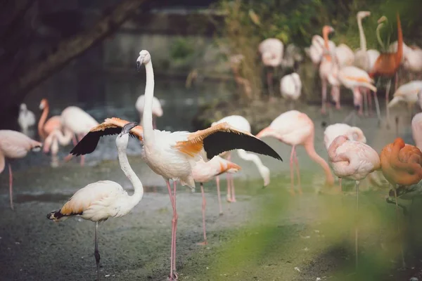 Vit Flamingo Visar Sin Fjäderdräkt För Ung Flaminglet Mitt Bland — Stockfoto