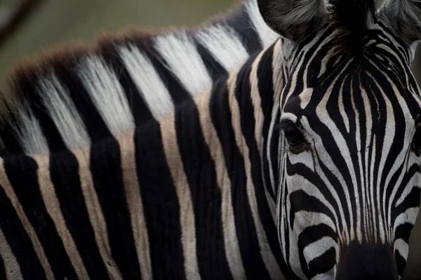 Zbliżenie Ujęcie Białej Czarnej Pasiastej Zebry — Zdjęcie stockowe
