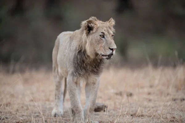 Plan Rapproché Jeune Lion Mâle Marchant Sur Champ Brousse Avec — Photo