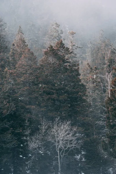 Tiro vertical das árvores altas na floresta nebulosa — Fotografia de Stock
