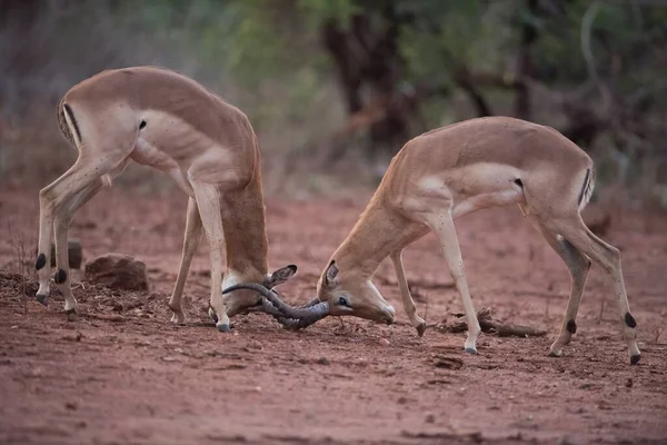 Zwei Impala Antilopen Einer Scheinschlacht Mit Verschwommenem Hintergrund — Stockfoto