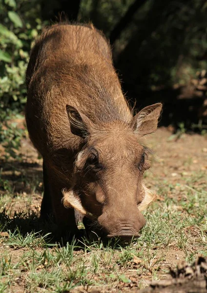 Disparo Vertical Cerdo Salvaje Pastando Sudáfrica — Foto de Stock