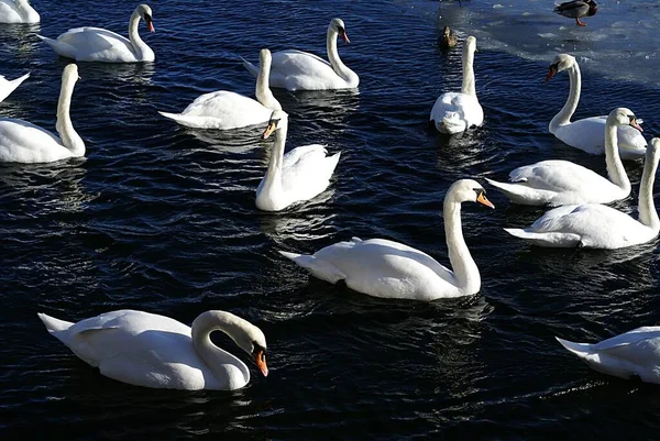 Tiro Ângulo Alto Grupo Cisnes Brancos Nadando Lago — Fotografia de Stock