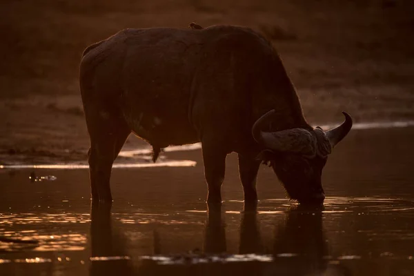 Uma Bela Foto Búfalo Africano Bebe Água Lago Com Cenário — Fotografia de Stock