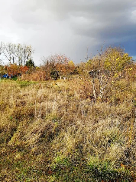 Vertikal bild av en äng täckt av träd med färgglada blad under en molnig himmel under hösten — Stockfoto