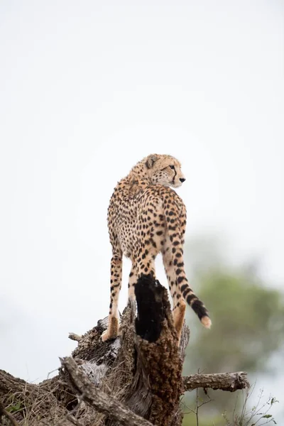 Eine Vertikale Aufnahme Eines Schönen Geparden Der Auf Einem Toten — Stockfoto