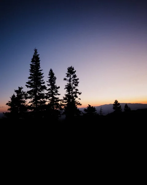 Tiro vertical de silhuetas de árvores e o céu de pôr-do-sol roxo no fundo — Fotografia de Stock