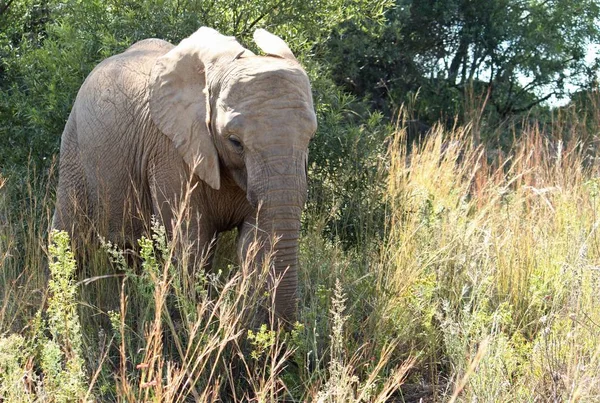 Elefante Natureza Cercado Por Grama Árvores — Fotografia de Stock